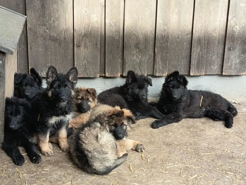 Altdeutsche Schäferhund-Welpen \"von der Hackermeile\" main gallery image
