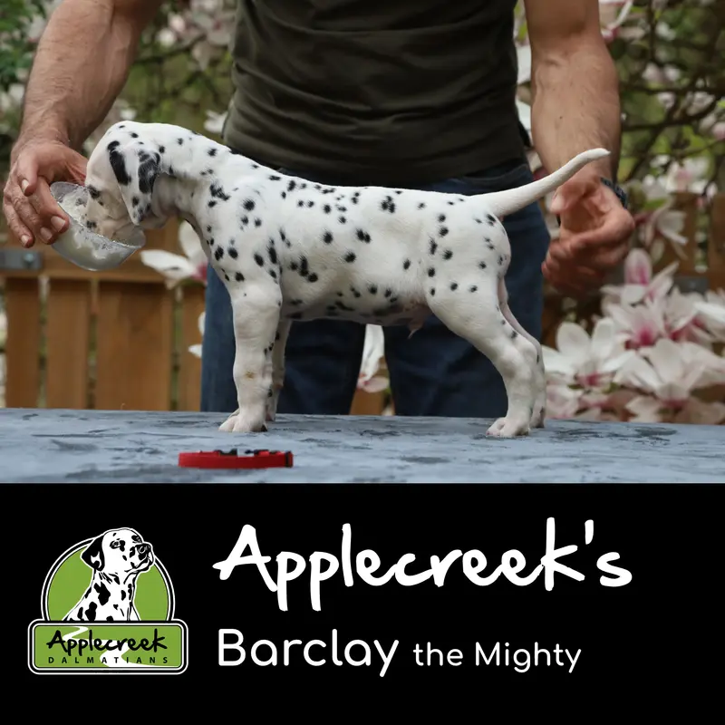Applecreek’s Barclay the Mighty