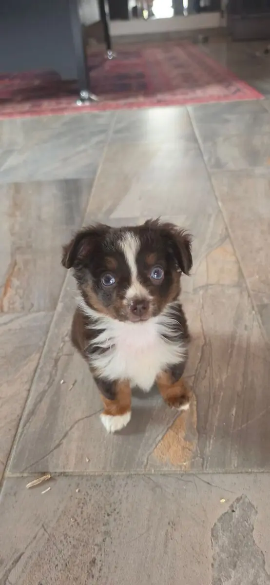 Toy Australian Shepherd auf herzens suche – Australian Shepherd hvalp