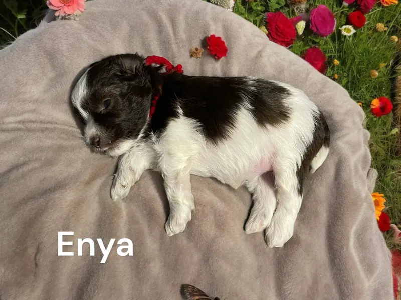 Enya