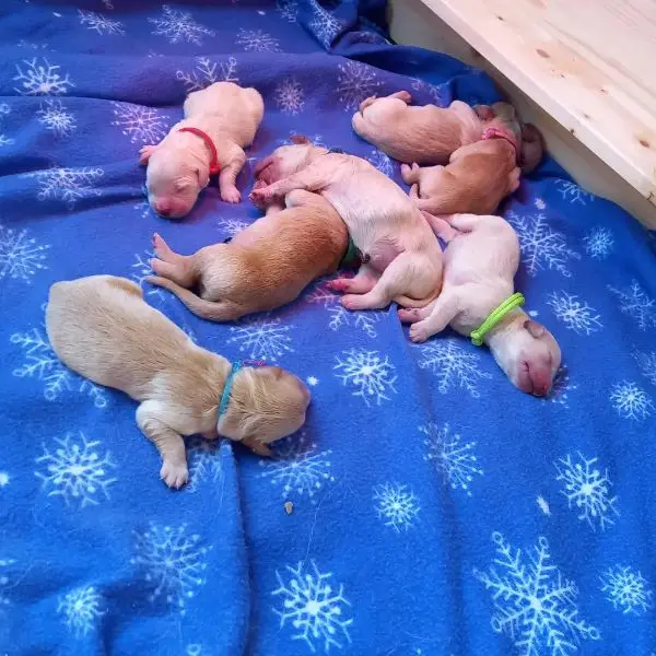 Batın fotoğrafı: Puppy