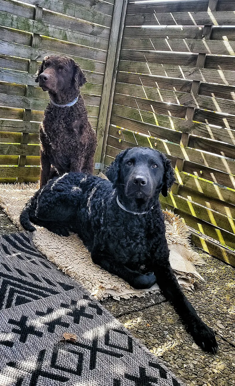 Dragon Curls – Curly Coated Retriever