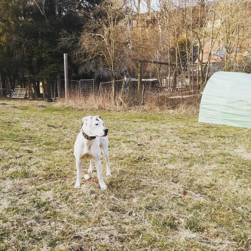 Hegau Bulldog's Caja