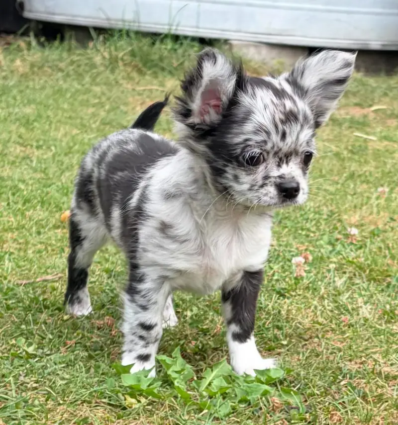 Chihuahua of golden Harvest – Chihuahua