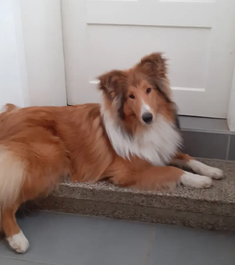 Asha von der Brettachwiese 
