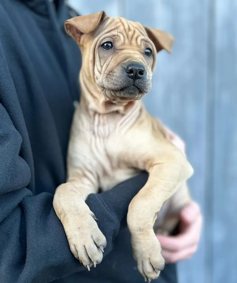 Chloé