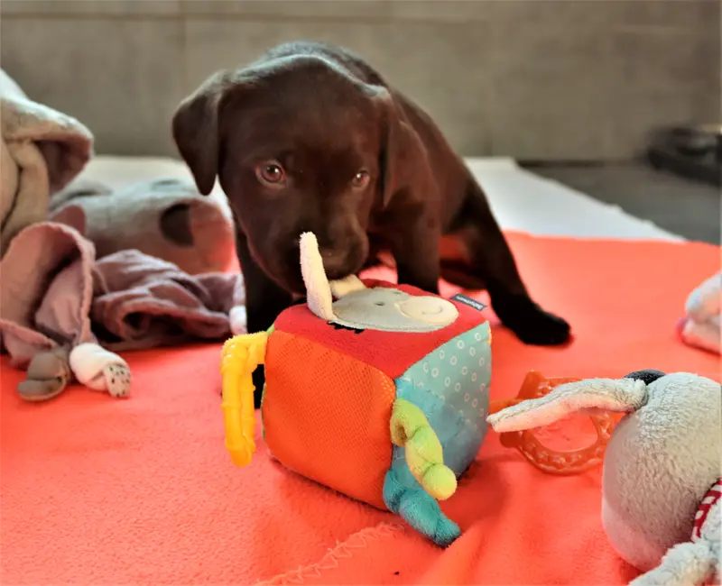 Foto des Wurfs: Puppy