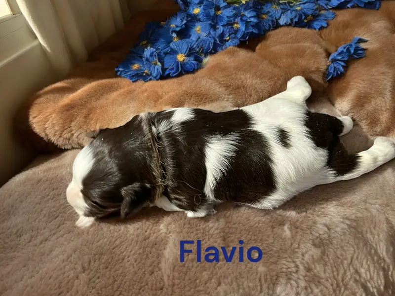 Flavio