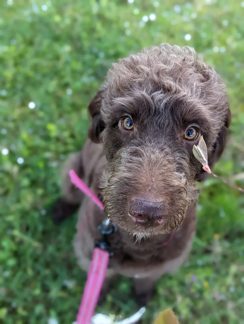 Siu Mai of ChocoDoodle