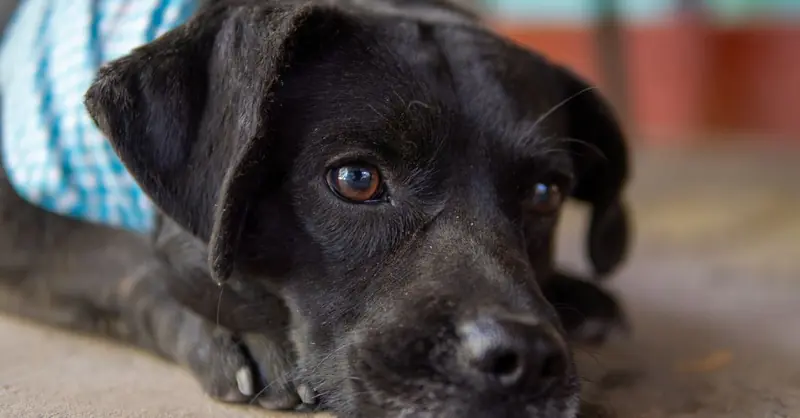 Haarlinge beim Hund erkennen und wirksam behandeln