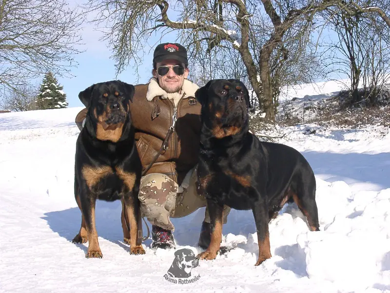 Rottweiler von Akima main gallery image