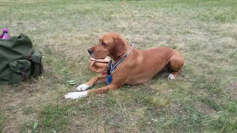 English pointer kennel Ze Zaječích polí – English Pointer