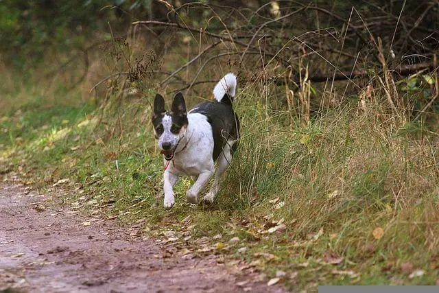 Rat Terrier Charakter & Wesen: Passt die Rasse zu dir?