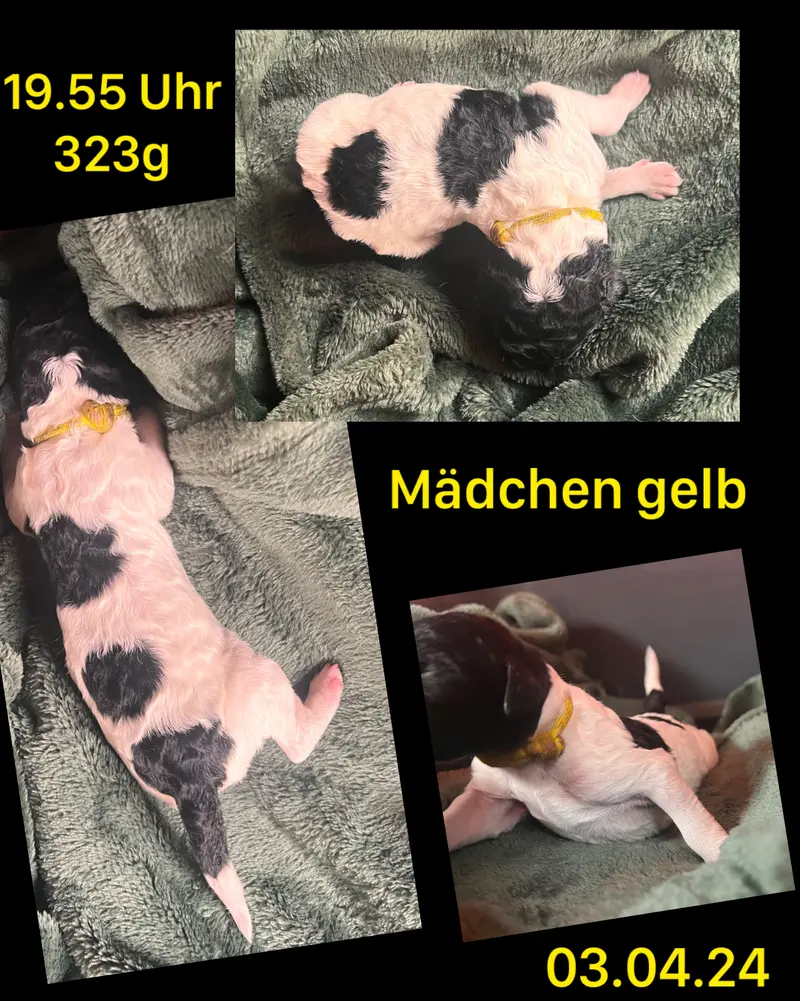 Gelb