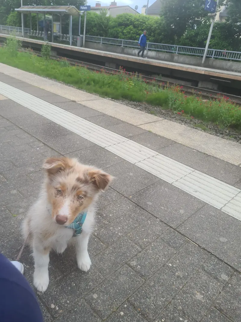 Vergangene Würfe