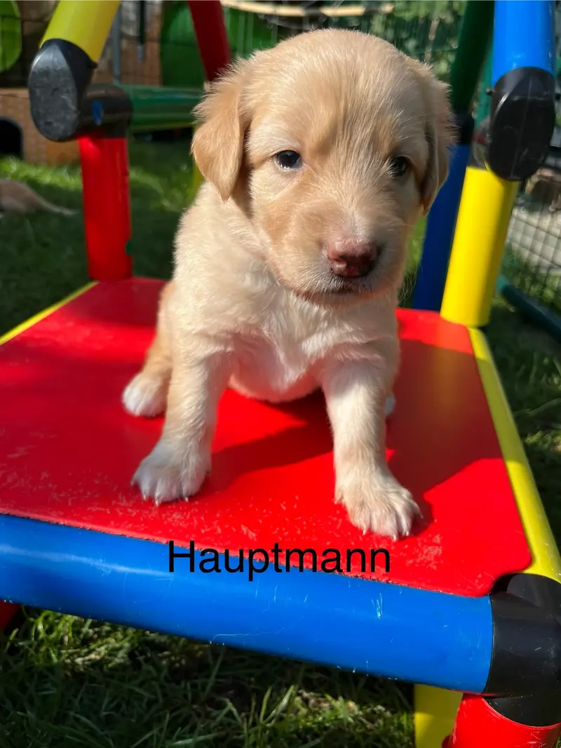 Houdini