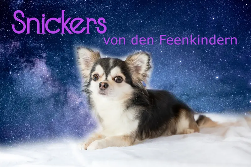 I am Snickers von den Feenkindern