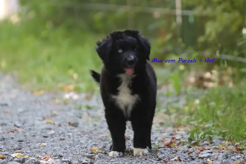 Max – щенок Australian Shepherd
