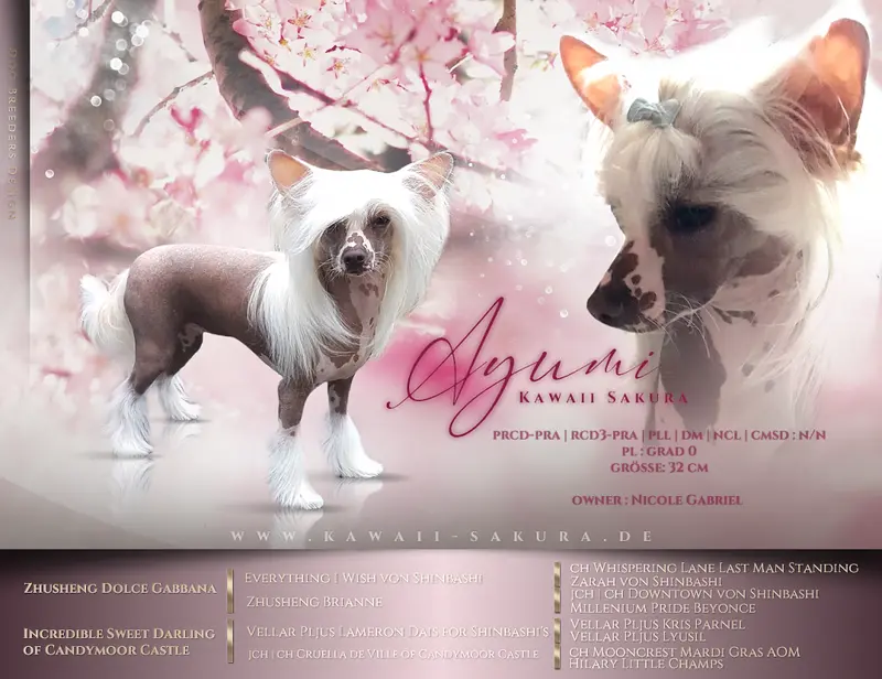 Ayumi Kawaii Sakura