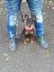 Regina's Minpin Nyala