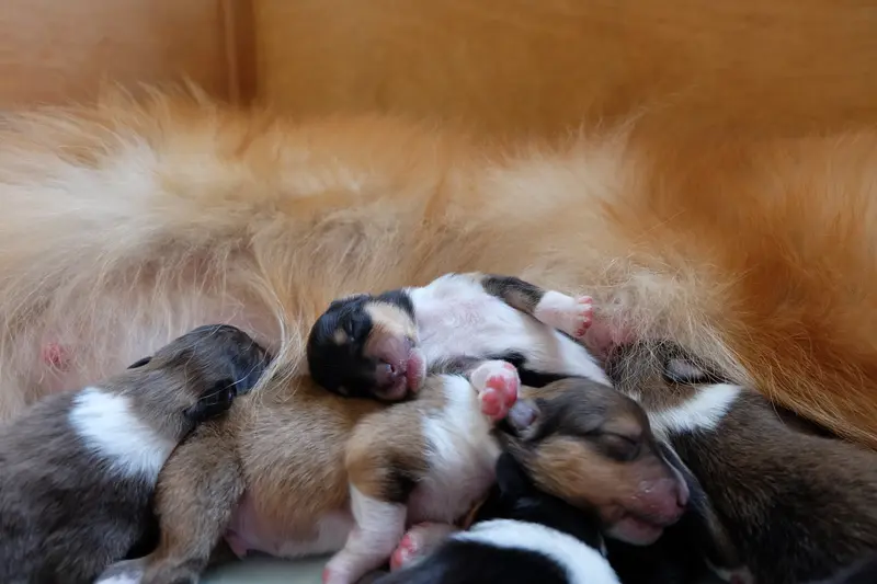 Collies von der Brettachwiese main gallery image