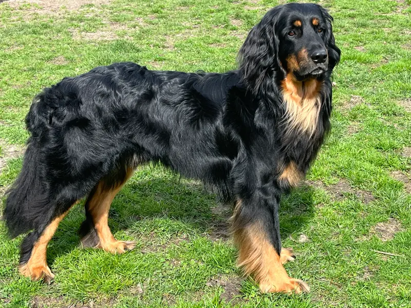 Enzo vom Salzfeld 