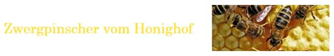 D`Enya-Bonita vom Honighof – Zwergpinscher hvalp