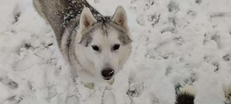 Yukon
