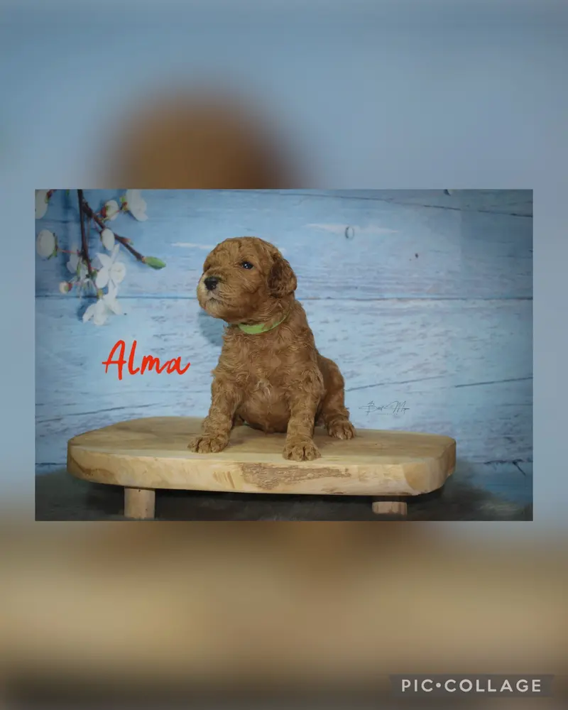Alma