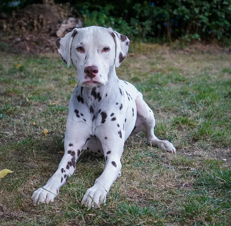 Stracciatella-paws main gallery image