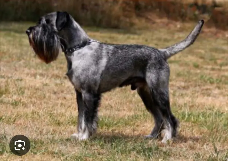 Piefke von Halamasch