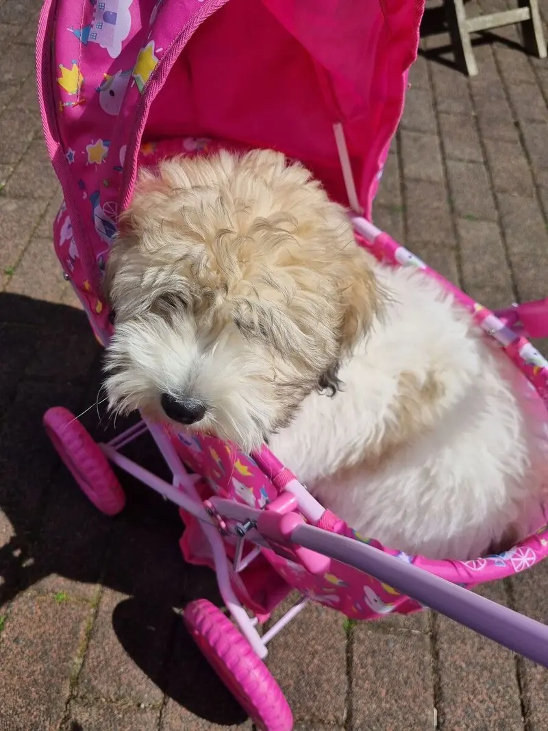 Jace lieber Coton de Tulear Welpe main gallery image