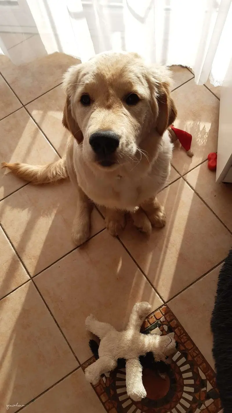 Golden Retriever vom Veitenstein main gallery image
