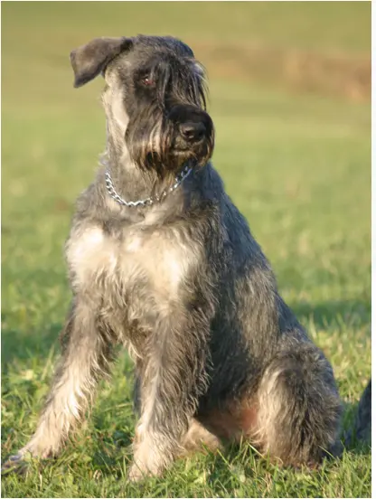 Riesenschnauzer Züchter in Baden-Württemberg main gallery image