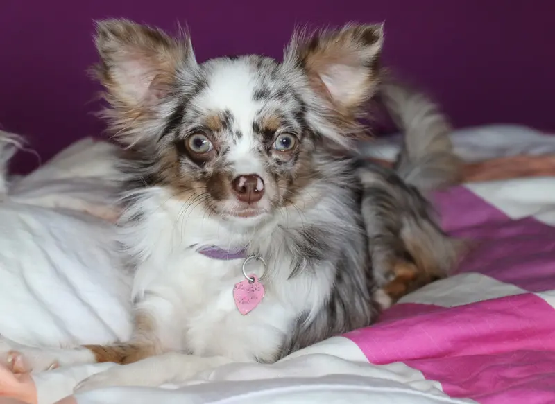 Zoey von den Feenkindern