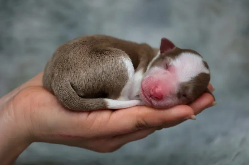Puppy