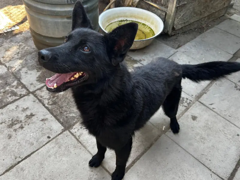 Dodo – Mischling (Schäferhund-Mudi?)