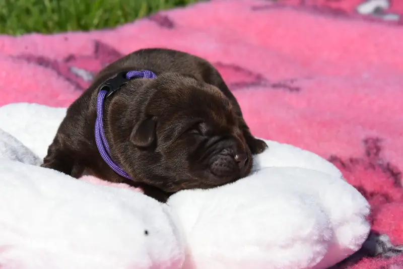 Margo's Land FCI – Labrador Retriever