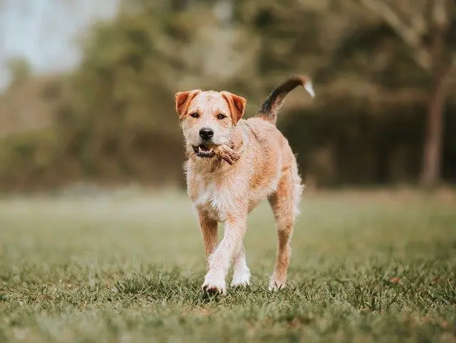 Border Terrier Charakter & Wesen: Passt er zu dir?