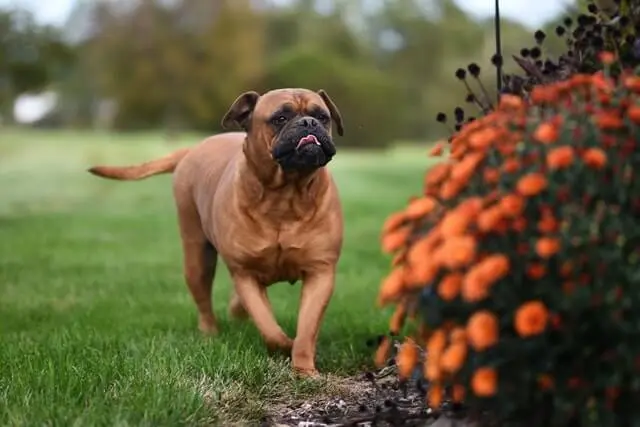 Comprar filhote de bullmastiff: custos, criadores e dicas
