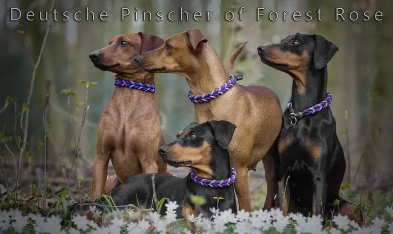 Deutsche Pinscher Of Forest Rose main gallery image