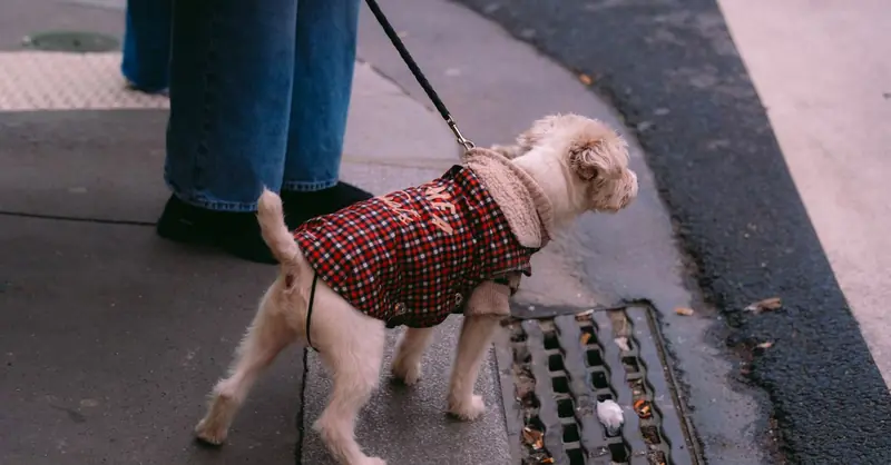 Cani pericolosi in Brandeburgo: Norme e Tasse (2026)