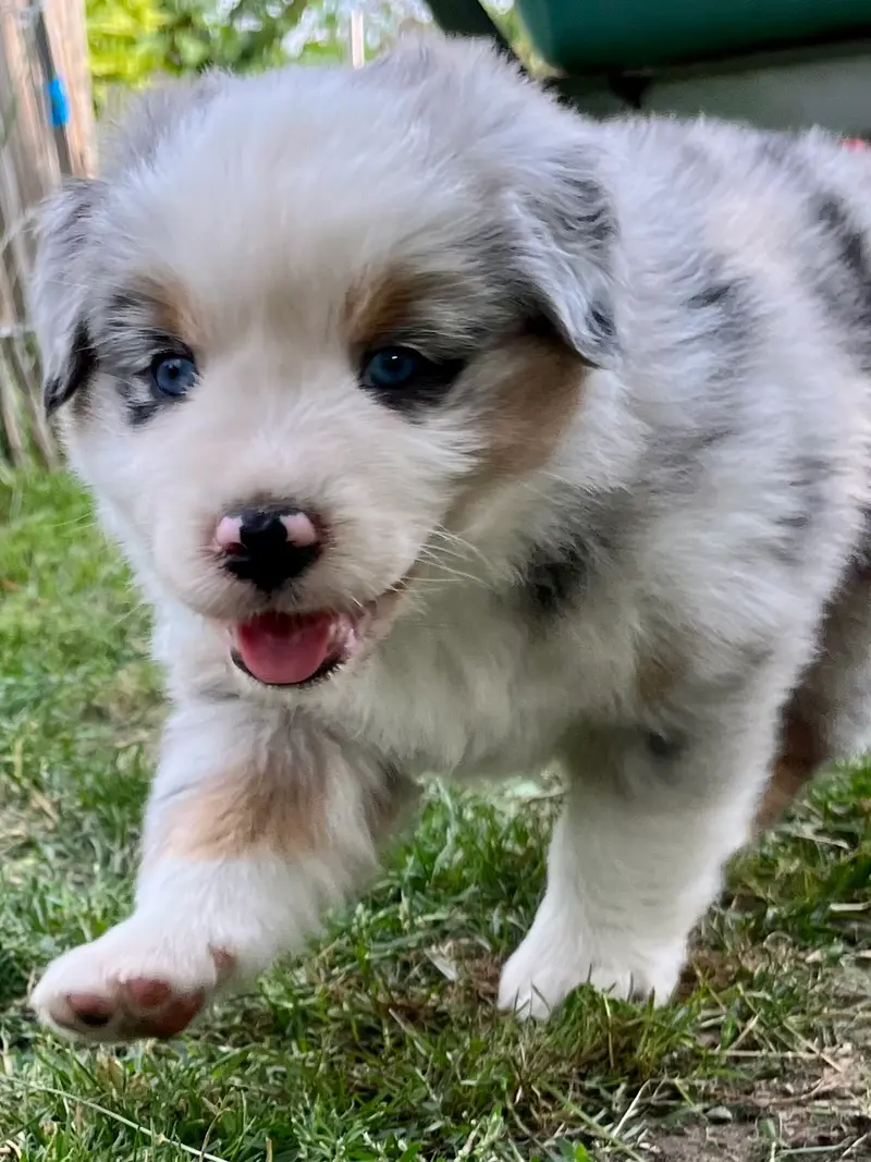 Balu