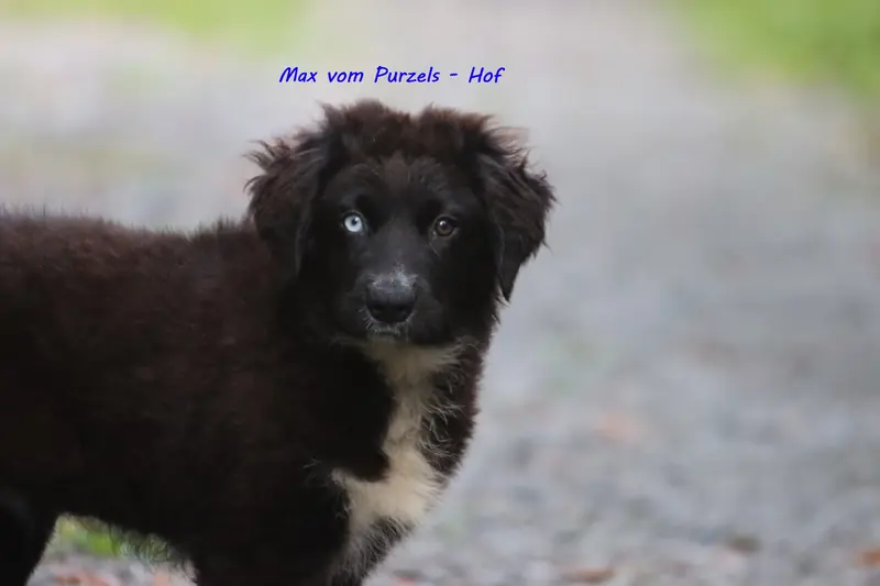 Max
