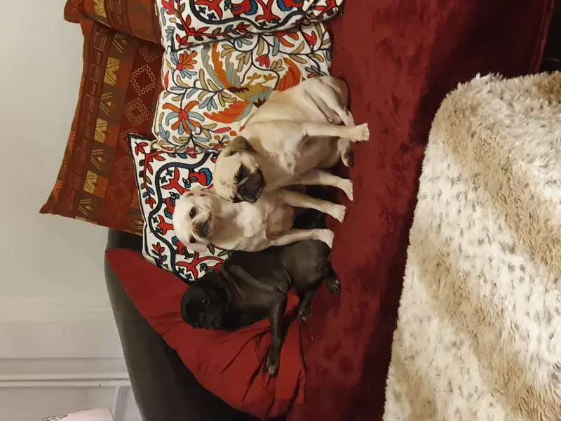 Pug Training: Tips for Beginners and Advanced Owners
