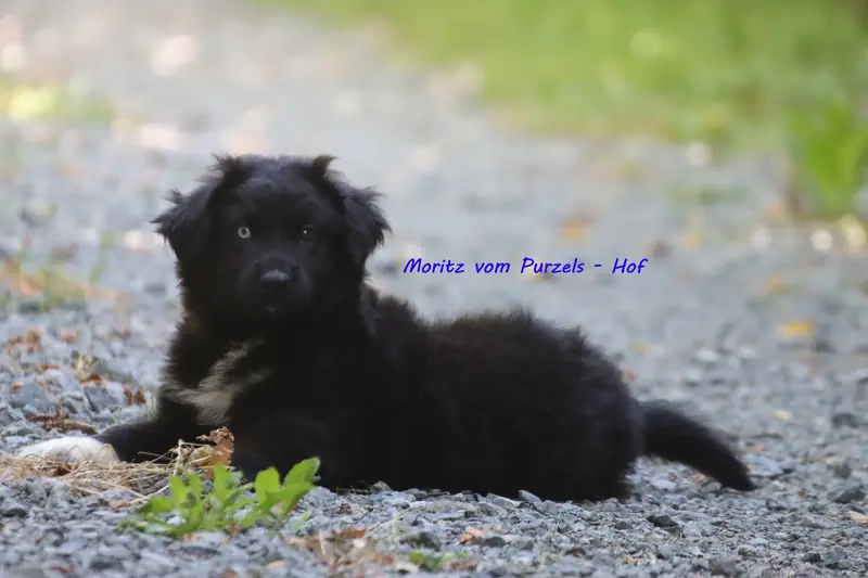Moritz – щенок Australian Shepherd