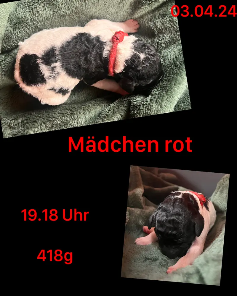 Rot