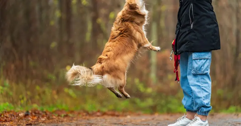 Hundehaftpflicht: Pflicht, Kosten und wichtige Leistungen