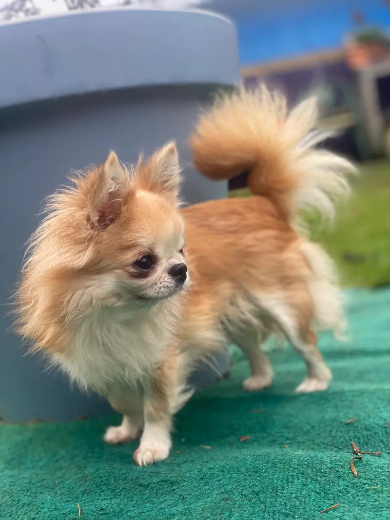 Talila lovely little