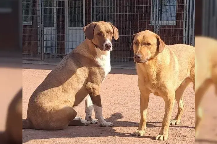 Dembe und Golo main gallery image
